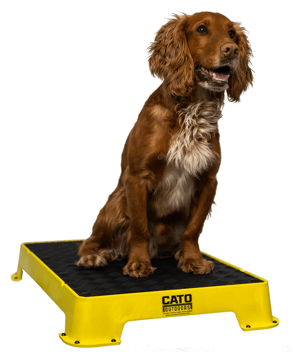 Cato Board Dog Training Platform