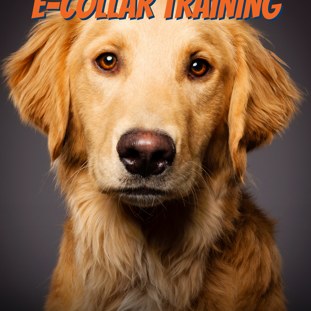 Everything You Need To Know E Collar Training E book by Larry Krohn Sit Stay Learn