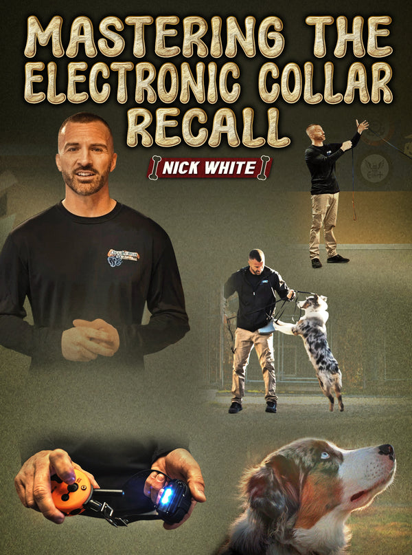 Mastering The Electronic Collar Recall by Nick White