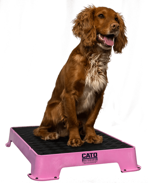 Cato Board Dog Training Platform