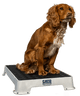 Cato Board Dog Training Platform