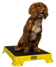 Cato Board Dog Training Platform